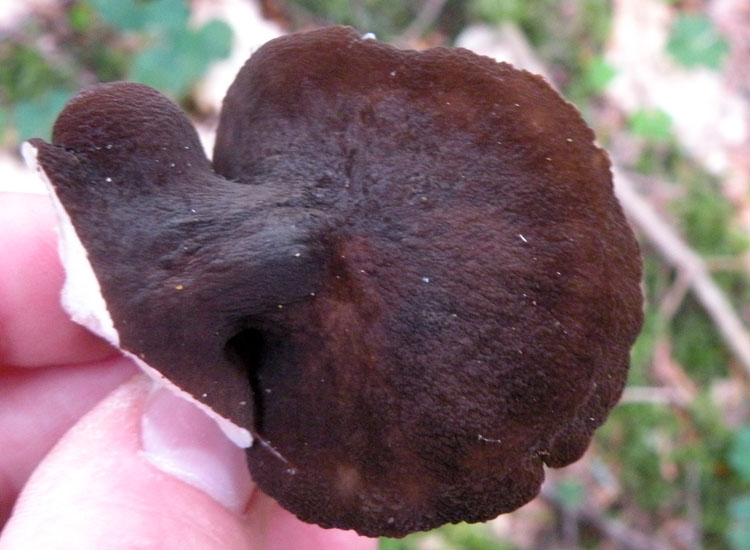 Lactarius o Melanoleuca?